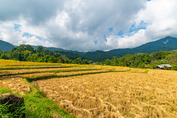 Fototapeta na wymiar Ripe rice agriculture field in Thailand. Northern region in mountains and jungle. Field of ripe rice is prepared for harvest. Farm building near, tropical rainforest and mountain in far. Agriculture