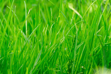 Fototapeta na wymiar Beauty healthy backgrounds with foliage, green grass and defocused front.