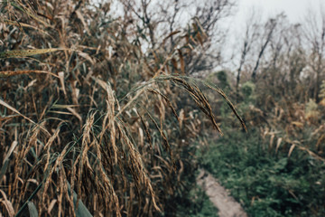 Fototapeta premium wheat on the background of the meadow