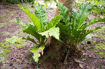 Plants in the tropical jungle of Tikal, Guatemala