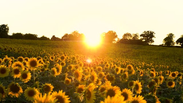 Slow Motion Sunflower Field Sunset Forward
