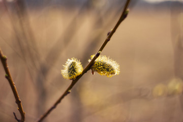 Fluffy soft willow buds in early spring
