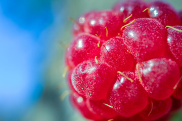 berry raspberry macro as a beautiful background