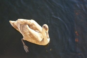 Junger Schwan im Sonnenlicht auf dem Wasser (von oben aufgenommen)