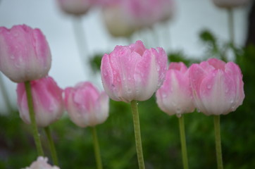 pink peony flowers in the garden