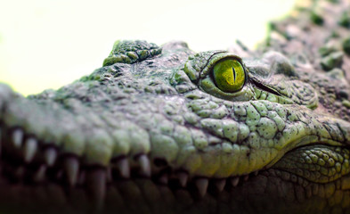 crocodile head isolated close up on a green background