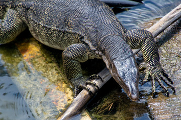 A komodo dragon coming out of the water with its claws in sight