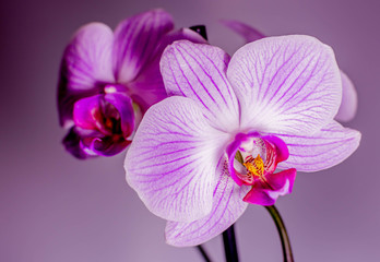 Fototapeta na wymiar Beautiful purple orchid on a branch