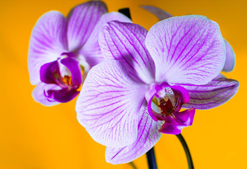 Fototapeta na wymiar Beautiful orchid in yellow-orange background