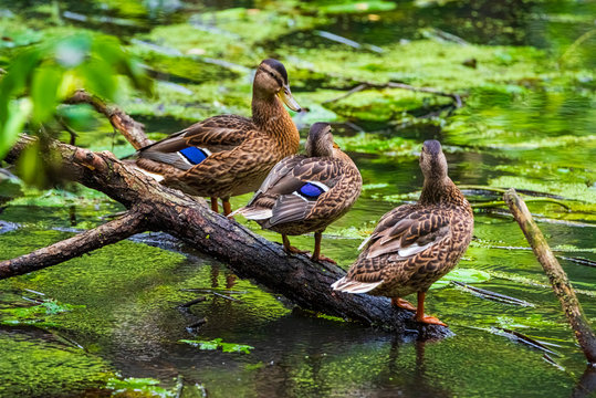 Three ducks are sitting on a snag in the river. Photographed close-up.