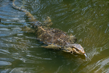 Komodo Dragon Swimming in Calm Water