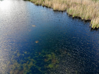 Algae growing out of control in lake