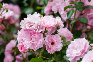Fototapeta na wymiar Beautiful pink rose flowers blooming in the garden