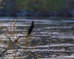 cormorant on rock