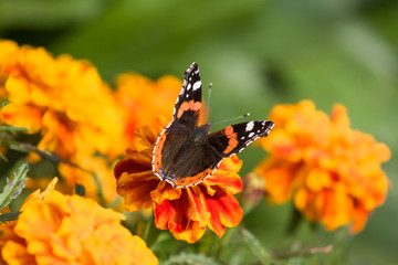 The butterfly in a sunny day on carnation