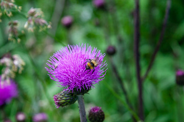 Bee on nice thistle flowers in full bloom