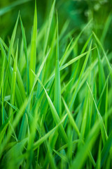 Fototapeta na wymiar Beauty healthy backgrounds with foliage, green grass and defocused front.