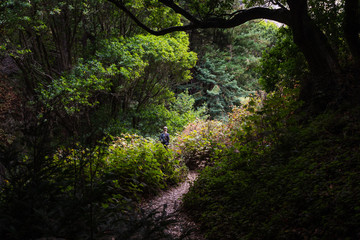 Woman hiker walking in a lush green forest in Big Sur California