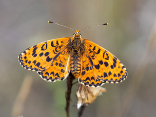 Spotted Fritillary - Melitaea didyma on a stem