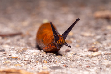 Spanish slug - Arion lusitanicus on a ground