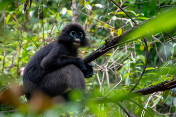 A gibbon looks around from the top of a tree framed with unfocused leaves in the foreground