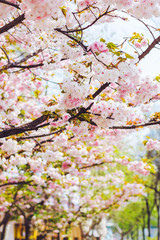 Stunning sakura blossom in Asia. Soft pink double lush sakura flowers on the branches. Trees in bloom. Natural floral background. Trees strewn with cherry blossoms