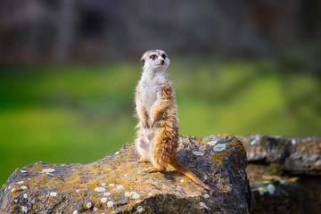 Portrait of Meerkat Suricata suricatta, African native animal, small carnivore belonging to the mongoose family. It is wildlife photo, The background is green and blured.