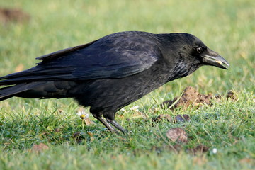Carrion crow on a meadow