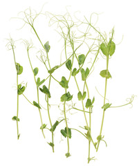 Healthy organic food. Young springs of green pea isolated