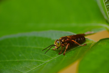insect at a leaf taken with macro lens 