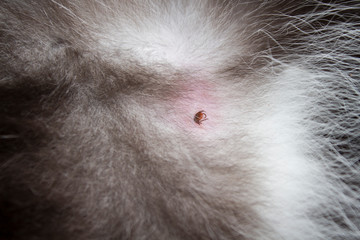 Brązowy kleszcz wgryziony w skórę zwierzęcia. Skóra i sierść kota. Mały kleszcz pasożytujący w skórze kota.  - obrazy, fototapety, plakaty