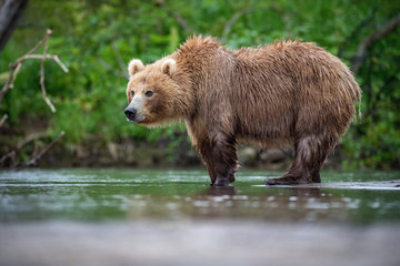 Obraz premium The&nbsp;Kamchatka&nbsp;brown&nbsp;bear, Ursus arctos beringianus catches salmons at Kuril Lake in Kamchatka, running in the water, action picture