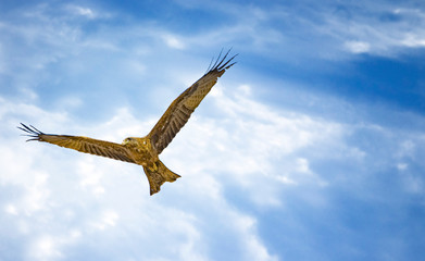 Black kite, Milvus migrans in flight in Senegal, Africa. Close up photo of big eagle. It is wildlife photo. There is blue sky.
