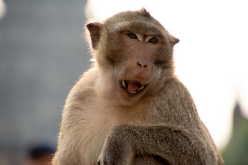 a macaque pulls its teeth with a temple behind it in Angkor, Cambodia