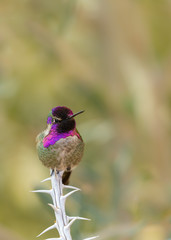 Vertical image of a Male Costa's hummingbird perched on the end of an ocotillo branch with a green background