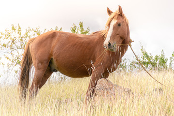 Caballo comiendo