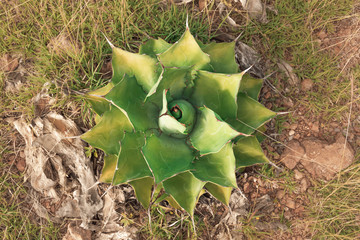 Agave Mandala