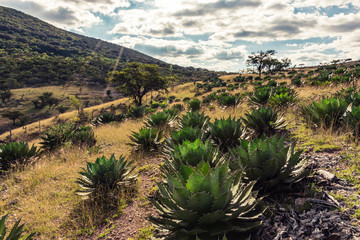 Campo con agaves