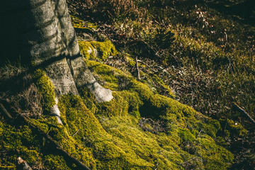 Forest greens
