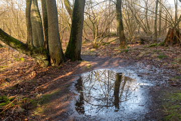 Verschlungene Pfade des Westerwaldsteigs am Dreifelder Weiher