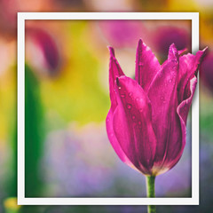 Purple tulip on colored background as template for official network. There's a white square. Flowers composition romantic.