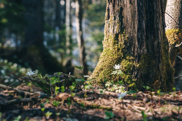 Spring forest at bright sunny day, closeup.
