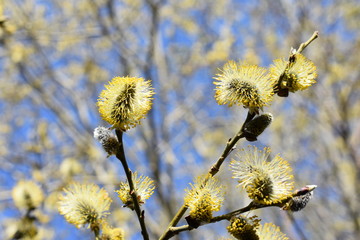 Closeup on Salix pussy willows against blue sky © hhelene