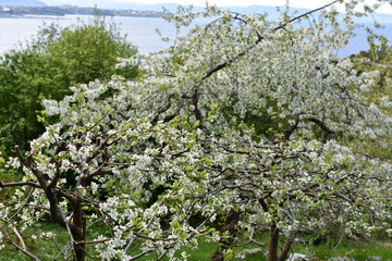Cherry trees with white flowers flowering in a garden in spring