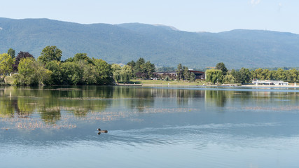 Oiseau nageant sur le lac de Divonne les Bains