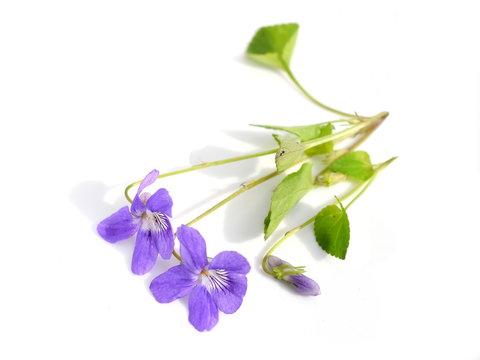 Wonder violet Viola mirabilis flowers isolated on white background