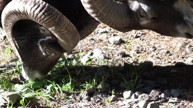 Fighting mouflon in the wild