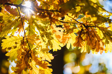 Beautiful golden autumn leaves and sun light coming through them