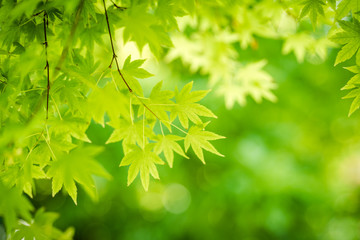 Green Japanese Maple Leaves On Blurred Background