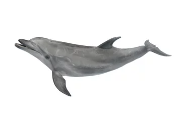 Schilderijen op glas Grote grijze oceaandolfijn geïsoleerd op een witte achtergrond voor design © wolfelarry